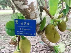 -中国科学院西双版纳热带植物园