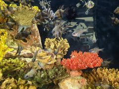 -上海海洋水族馆