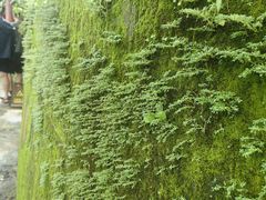-海南槟榔谷黎苗文化旅游区