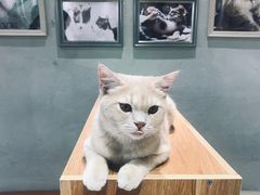 -藏猫猫咖啡主题馆(中央大道店)