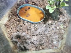 -上海大自然野生昆虫馆(东方明珠·爬宠昆虫探索中心)