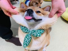 -逗柴咖啡屋·狗咖猫咖宠物桌游
