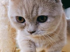 -猫宠乐园·专业洗护