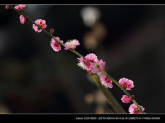 -北京鹫峰国家森林公园