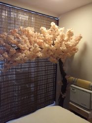-至臻康妍健康管理中心