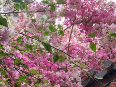 -深圳国际园林花卉博览园