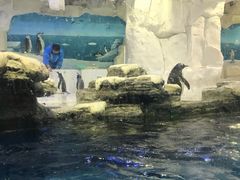 -华夏文旅海洋公园