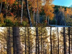 -塞罕坝国家级自然保护区