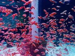 -海合安成都极地海洋公园