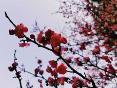 -无锡梅园公园