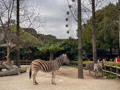 -上海野生动物园