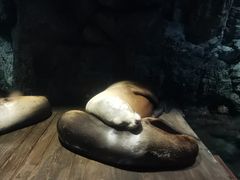 -大阪海游馆