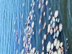 -南湖湿地公园