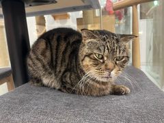 -喵园·猫主题咖啡厅·撸猫·猫咖(国贸店)