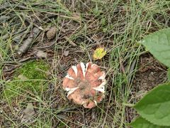 -塞罕坝国家级自然保护区