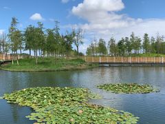 -春花秋色城市公园