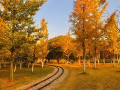 -千年银杏谷文化旅游区