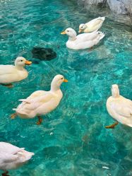 -Zoolung Zoolung动物主题公园(海信广场店)