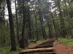 -五营红松林海景区