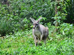 -云南野生动物园