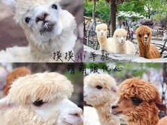 -青岛森林野生动物世界