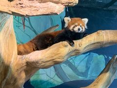 -绿色星球动物主题公园