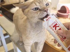 -藏猫猫咖啡主题馆(中央大道店)