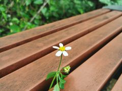 -广西壮族自治区药用植物园