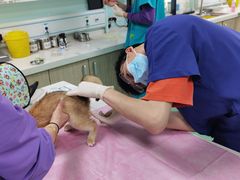 -北京观赏动物医院·24小时大型综合·猫专科·异宠专科