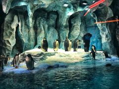 -帝企鹅自助餐厅•儿童岛•真企鹅(长隆企鹅酒店)