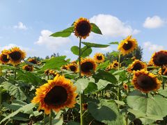 -长白岛森林公园