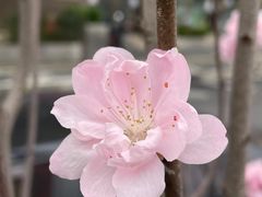 -蓝宝石大厦(天目中路)