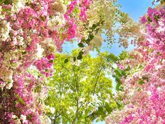 -深圳国际园林花卉博览园