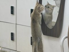 -李小姐の猫咖啡馆(五角场店)
