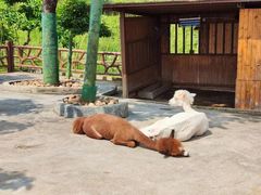 -森波拉奇妙世界