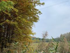 -昆山城市生态森林公园