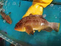 -四川小胡子海鲜(丁村万人海鲜广场店)