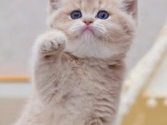 -翊宠yipet猫狗购宠庄园犬舍•猫舍