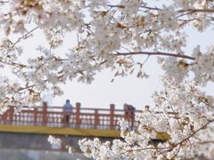 -高东镇樱花园