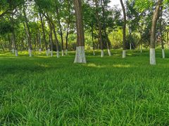 -莲花池公园