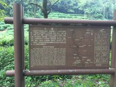 -龙井村