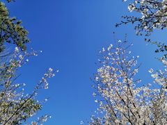 -永定河休闲森林公园