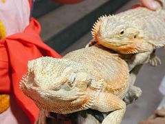 -华声天桥民俗文化园