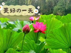 -莲湖公园