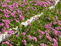 -玄武湖景区-情侣园游乐场