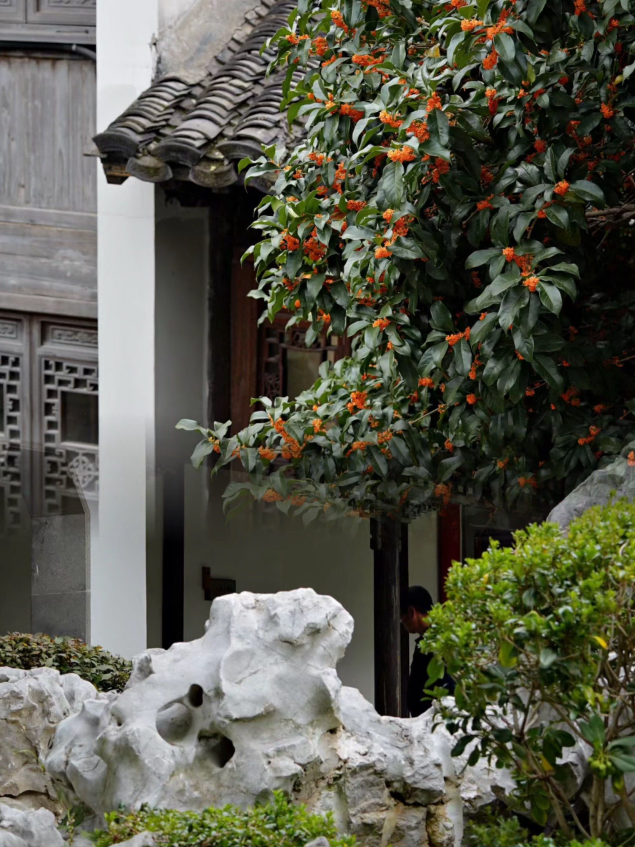 愚园的桂花美炸了!附南京秋日花点位👇