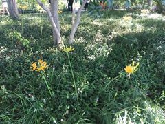 -西湖外事游船(花港观鱼码头)