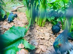 -费瑟代尔野生动物园