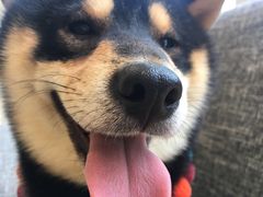-南京Hallo宠物乐园·哈罗犬舍·柴犬繁育基地