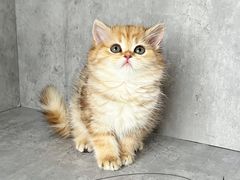 -小猫来了·猫舍(红山六九七九店)